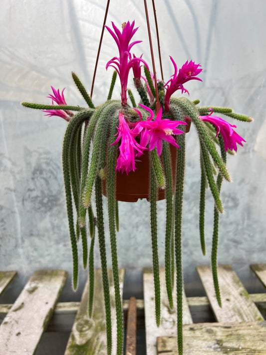Rat Tail Cactus