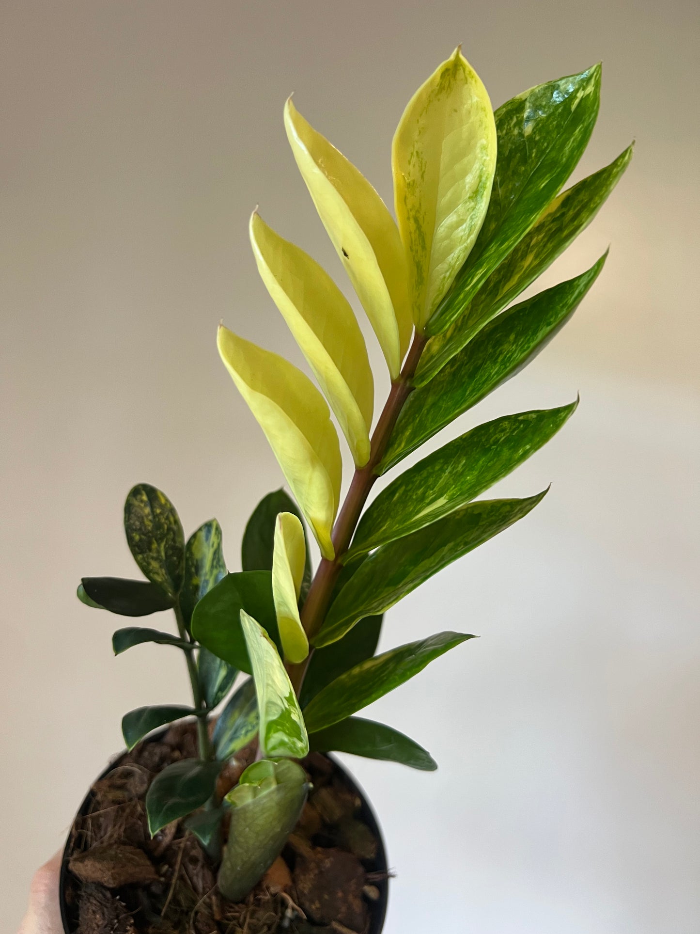 Variegated Zamioculcas Zamifolia