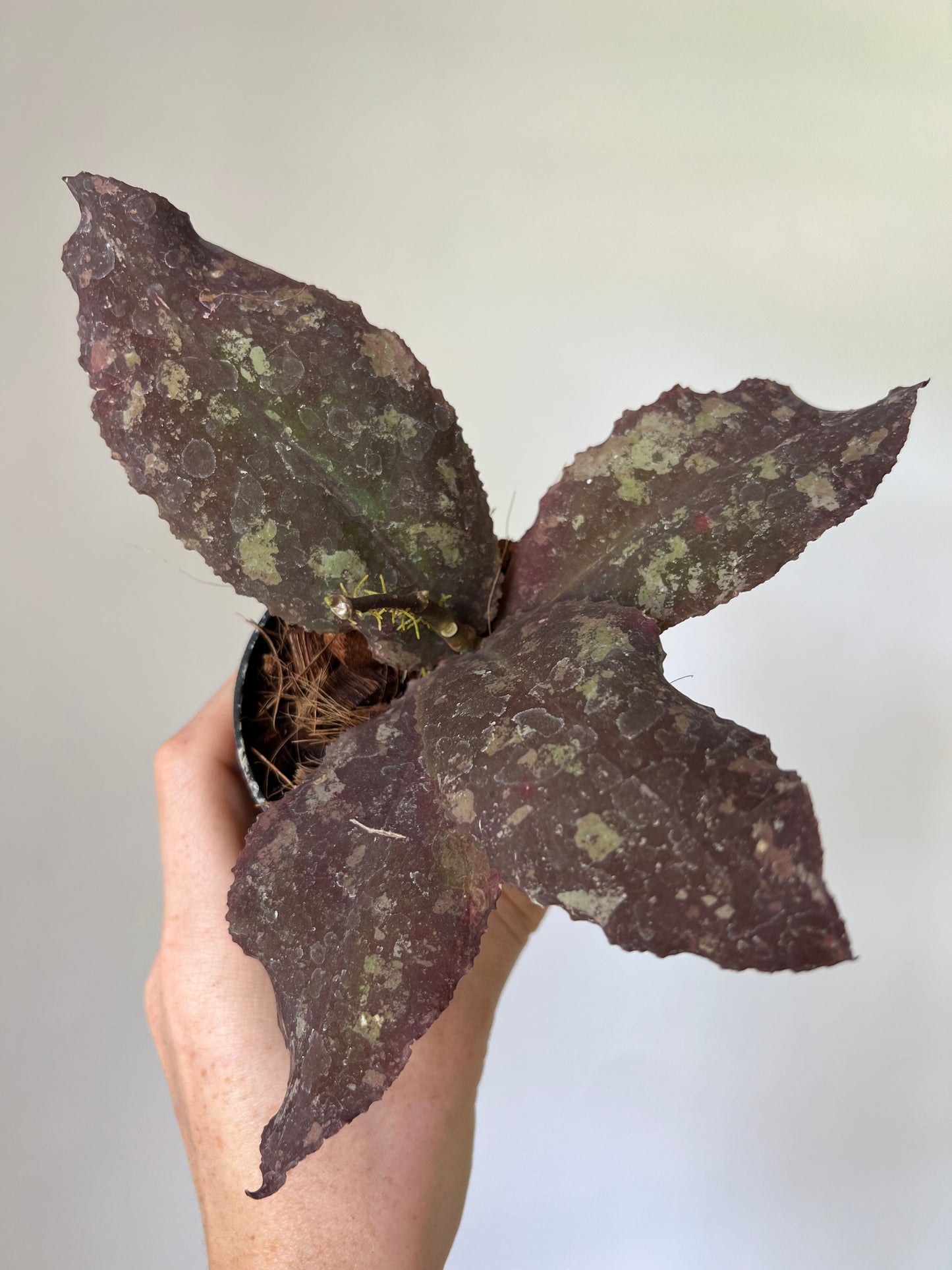 Hoya Undulata
