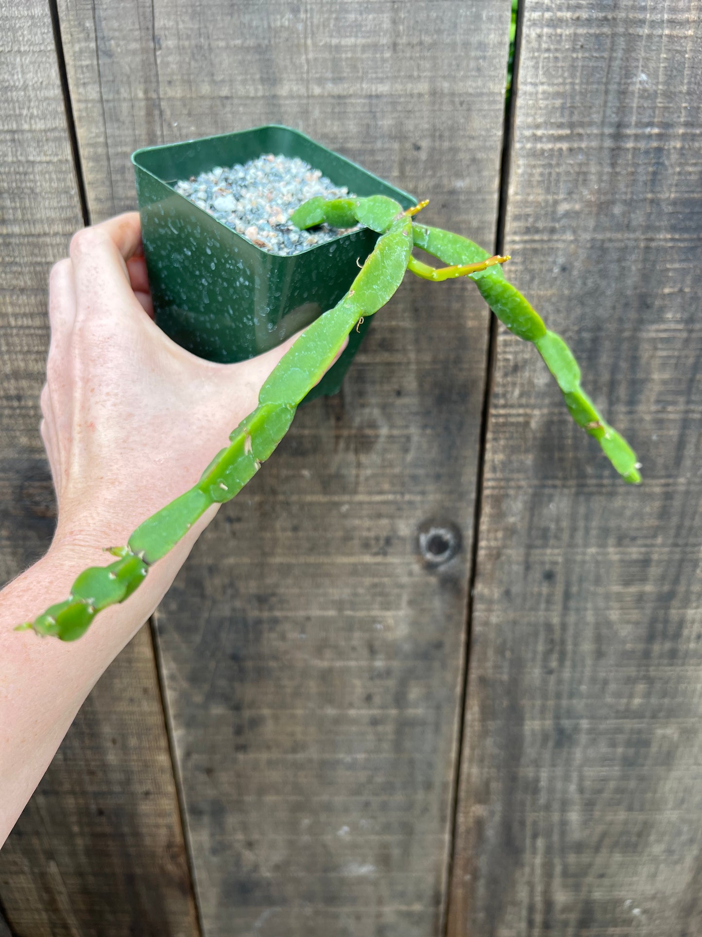 Rhipsalis Paradoxa