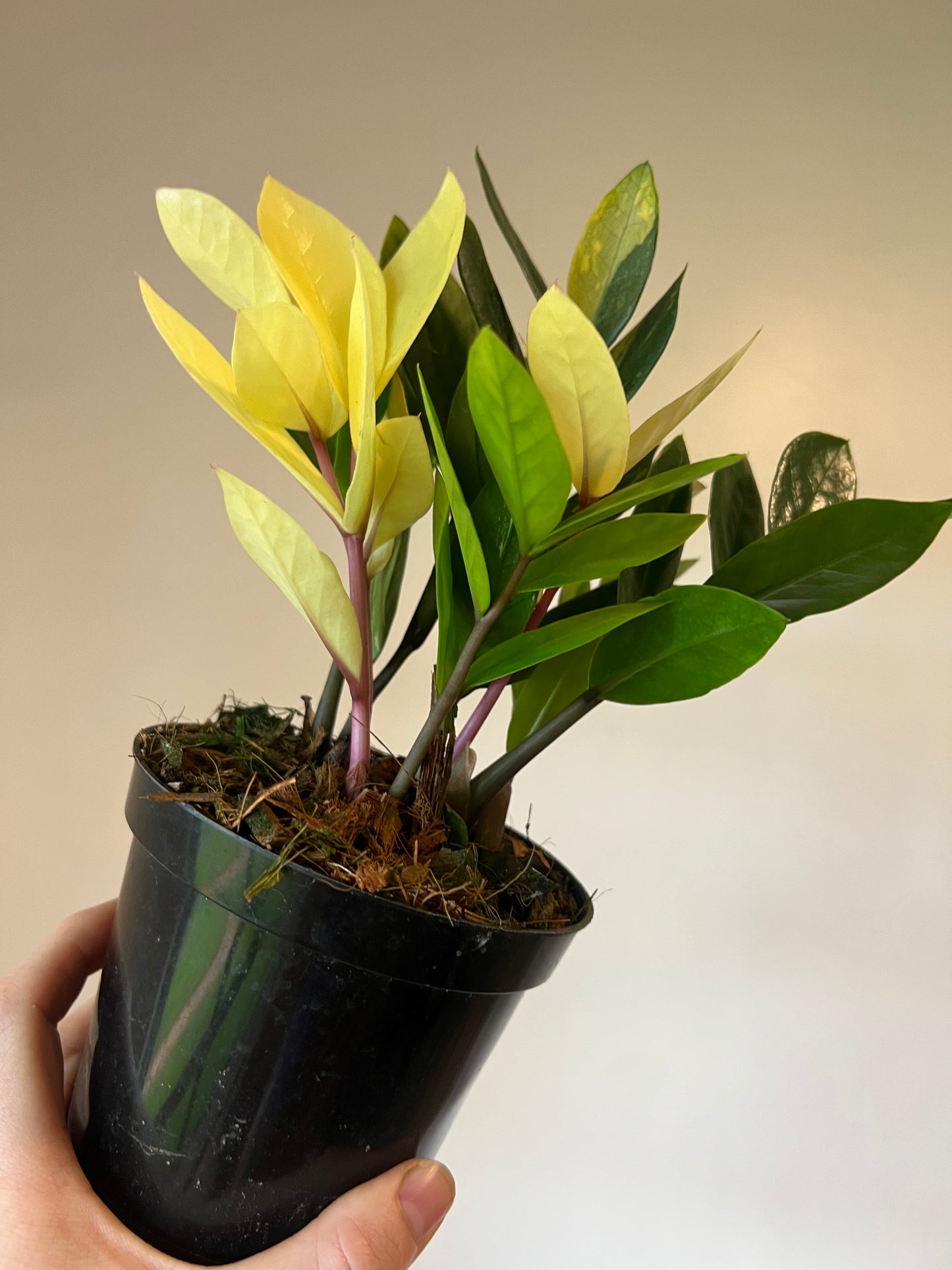 Variegated Zamioculcas Zamifolia