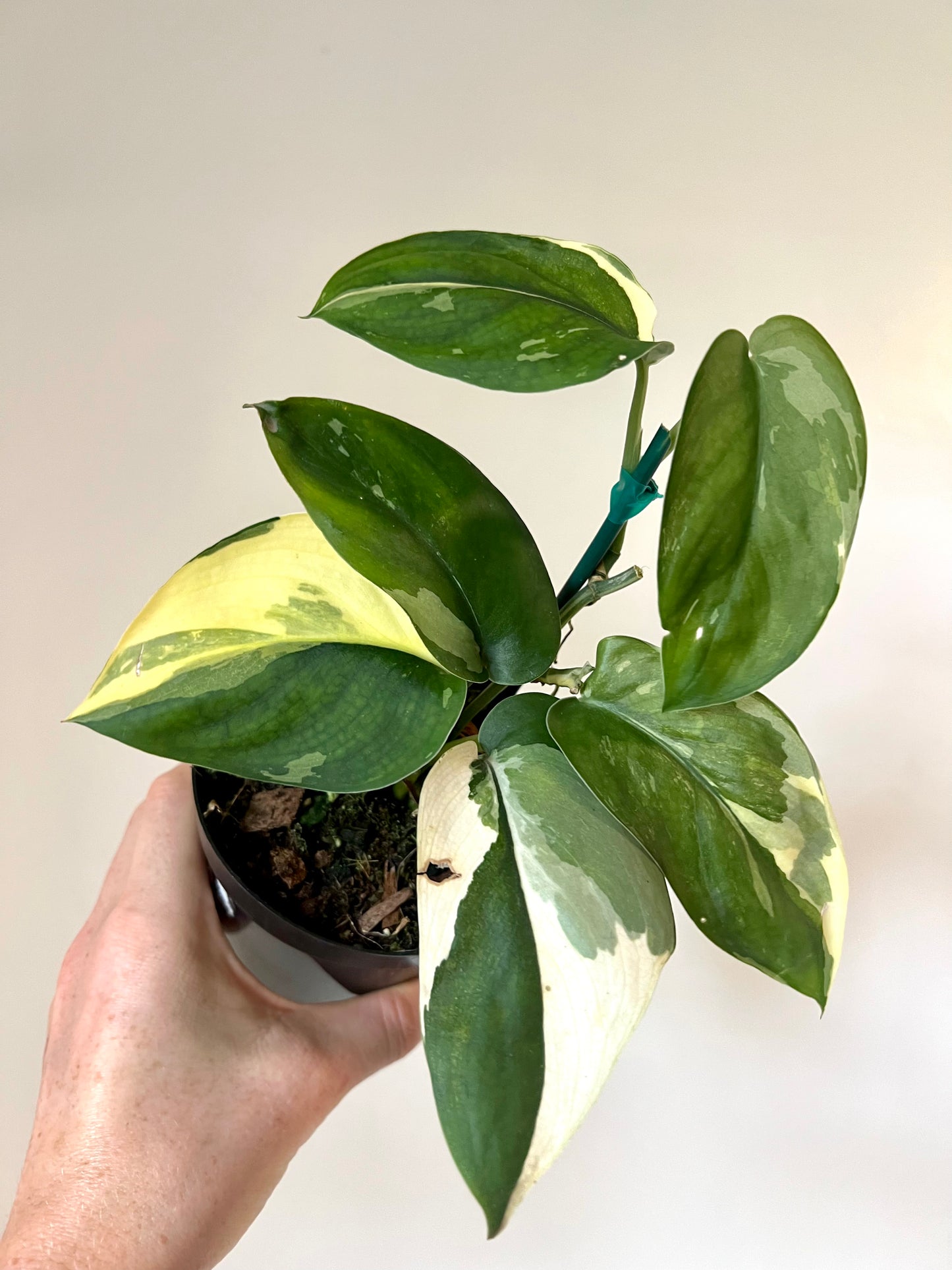 Variegated Scindapsus Jade Satin