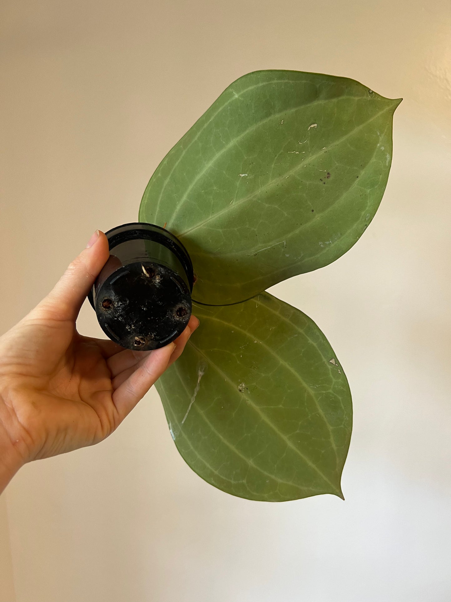 Hoya Latifolia ‘Dinner Plate’