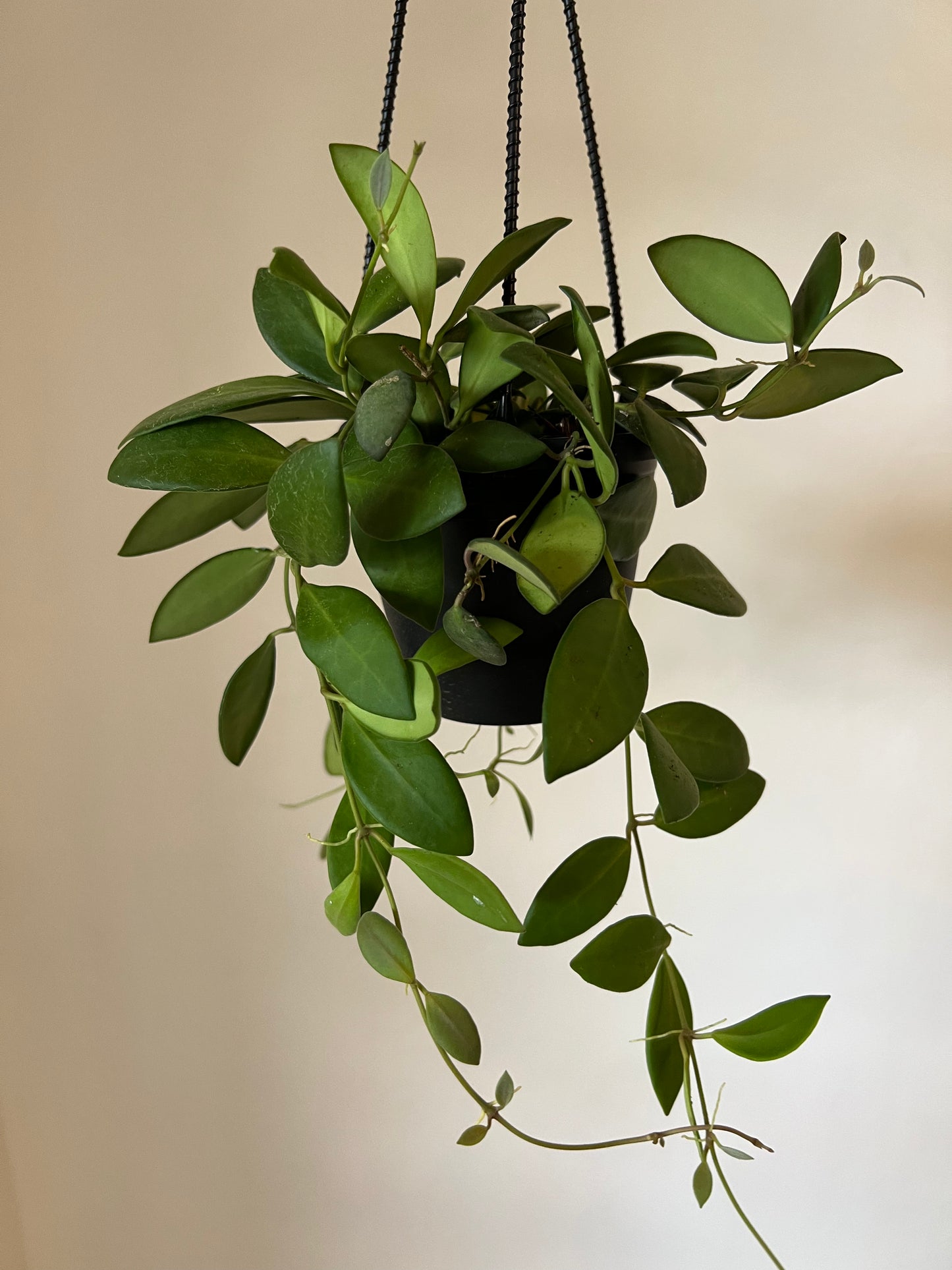 Hoya Burtonaie