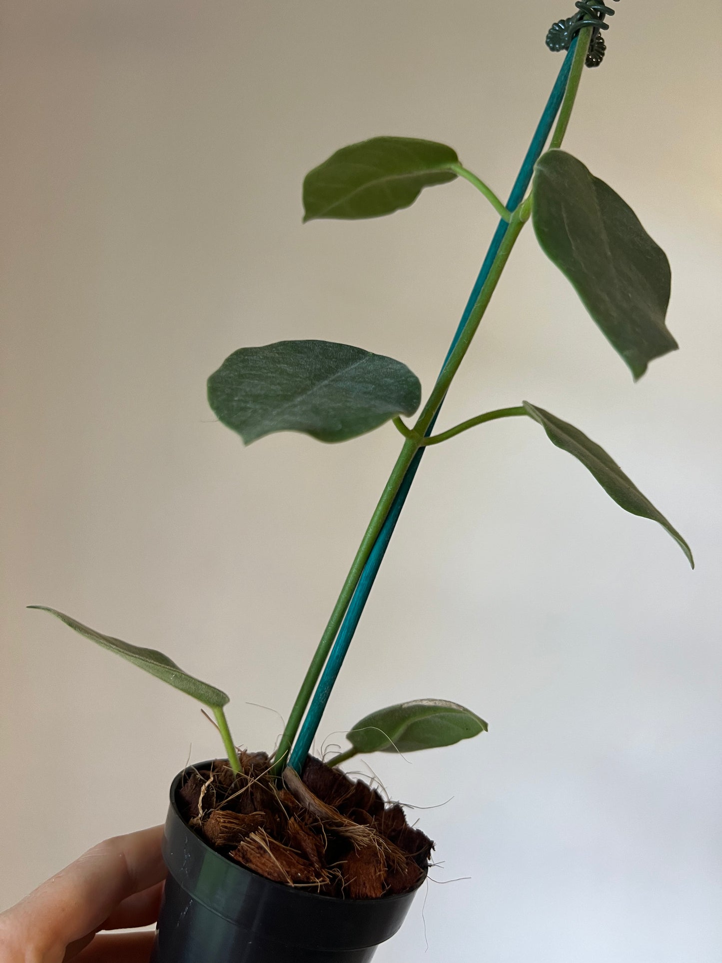 Lauterbachii