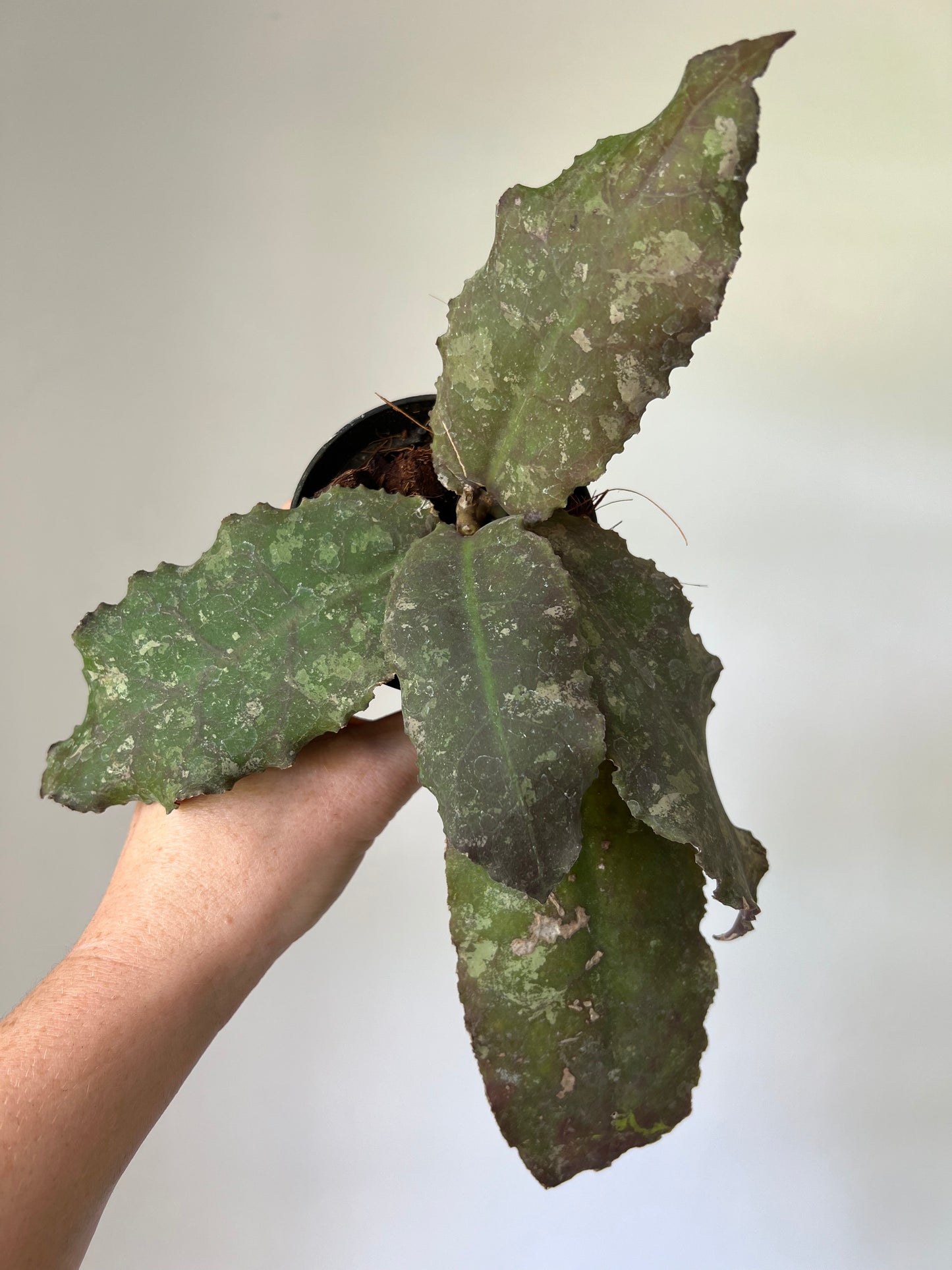 Hoya Undulata