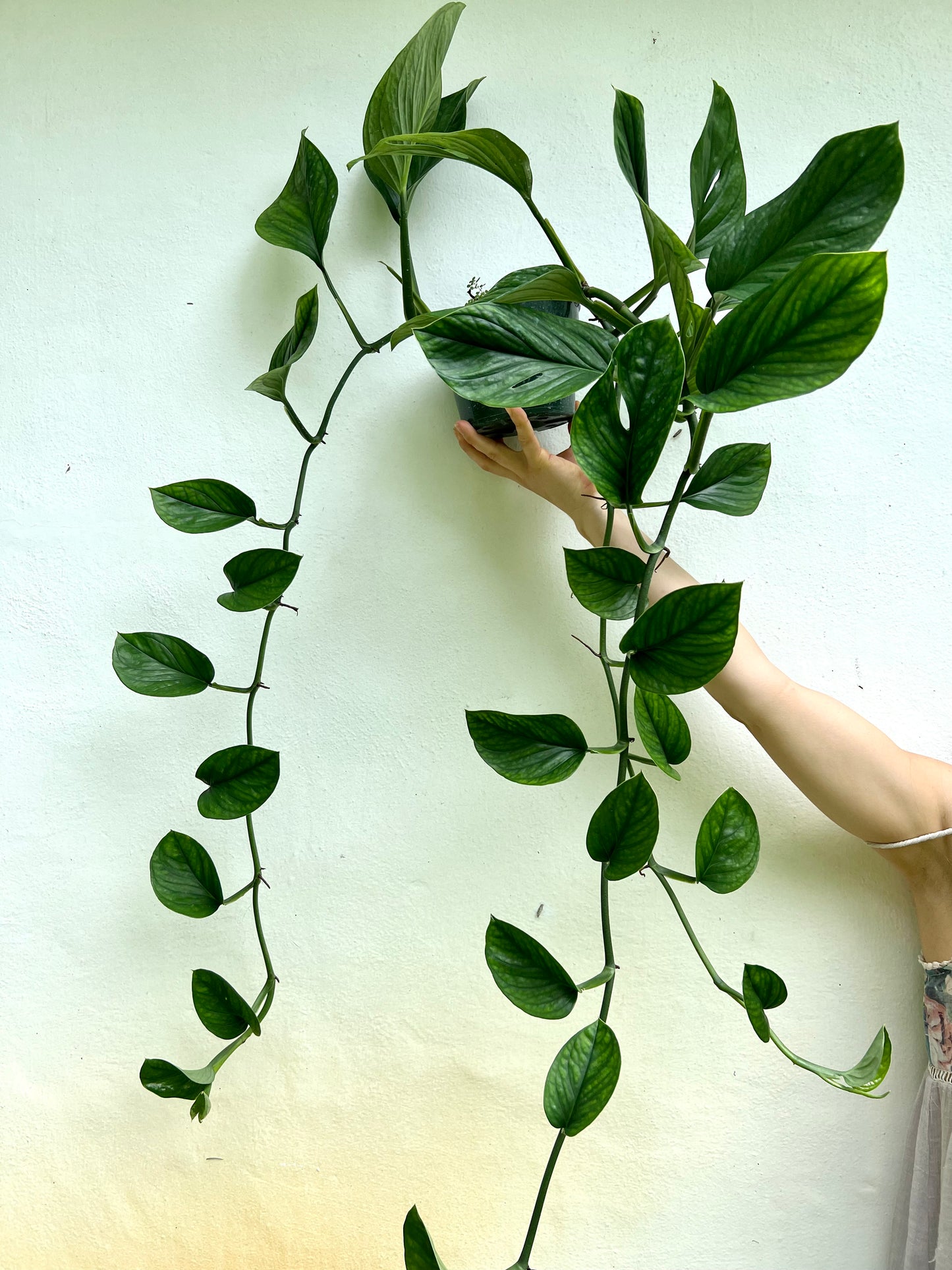 Monstera Pinnatipartita