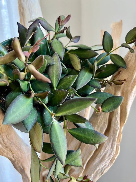 Hoya Burtonaie