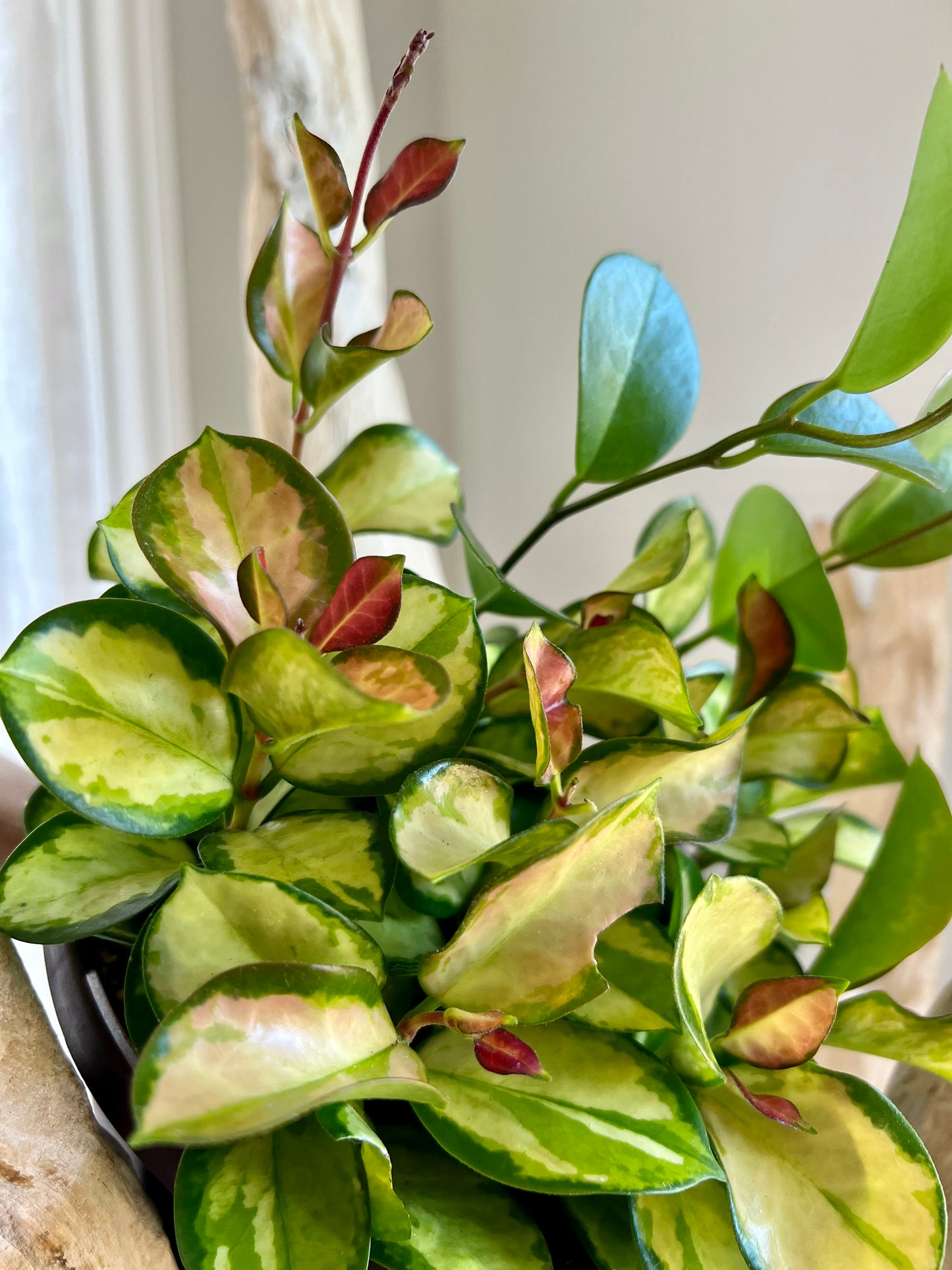 Hoya Lisa Australis