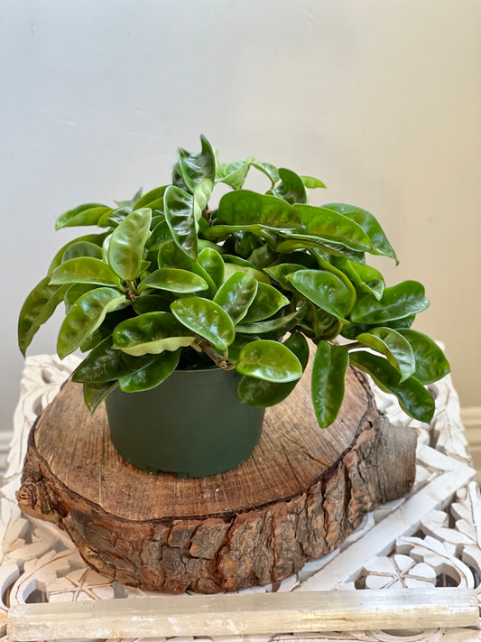 Hoya Krinkle