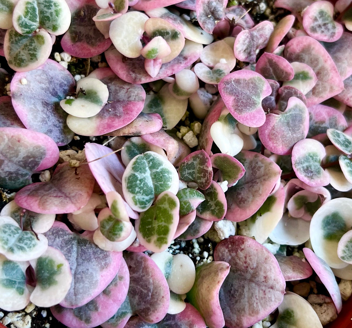 Variegated String of Hearts
