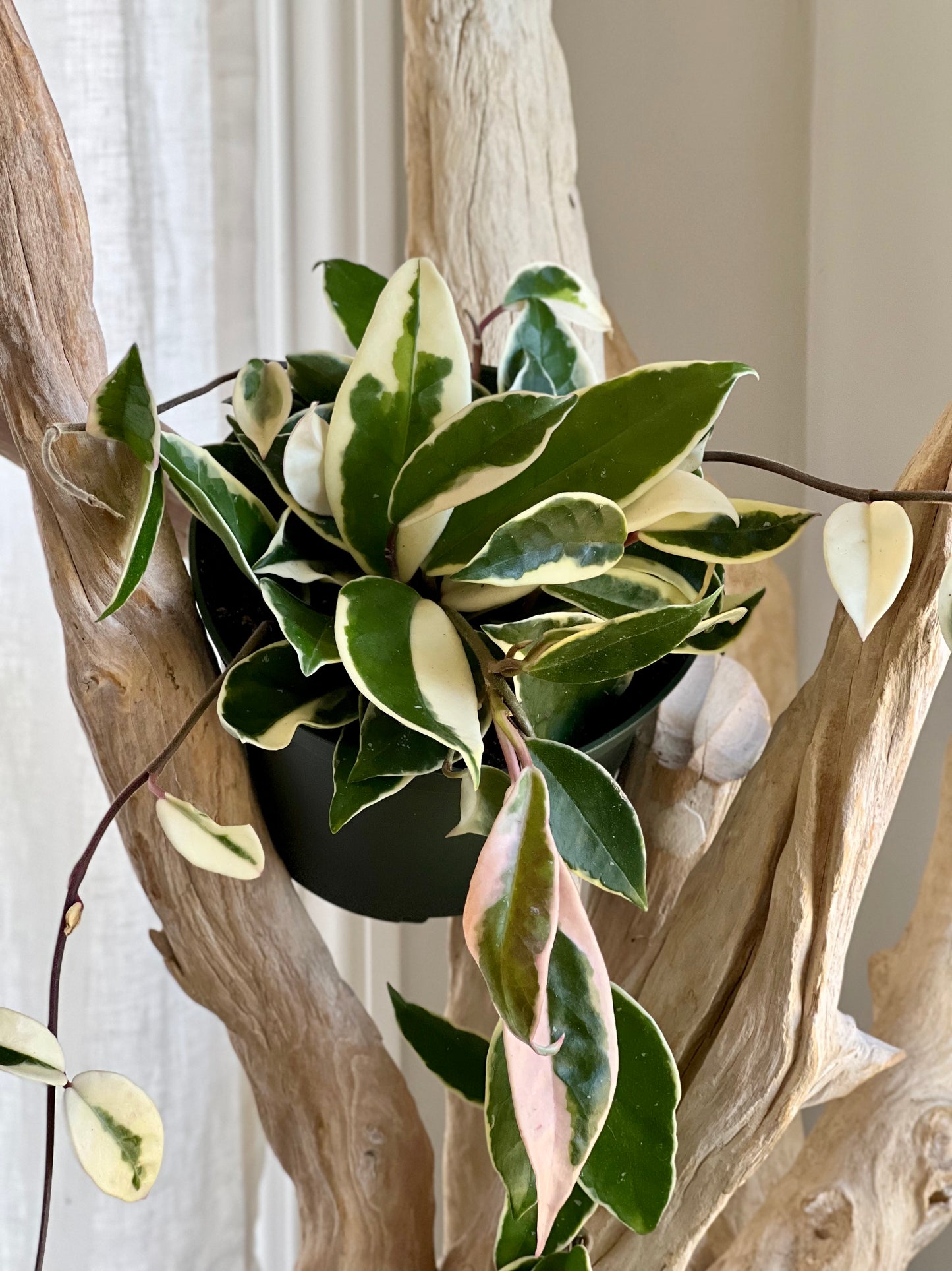 Krimson Queen Hoya