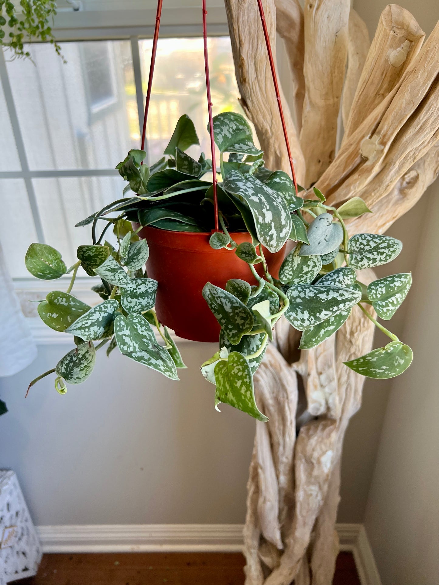 Silver Satin Pothos