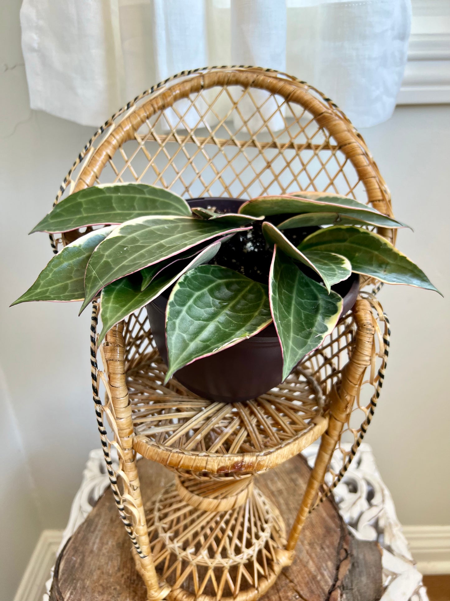 Variegated Hoya Macrophylla