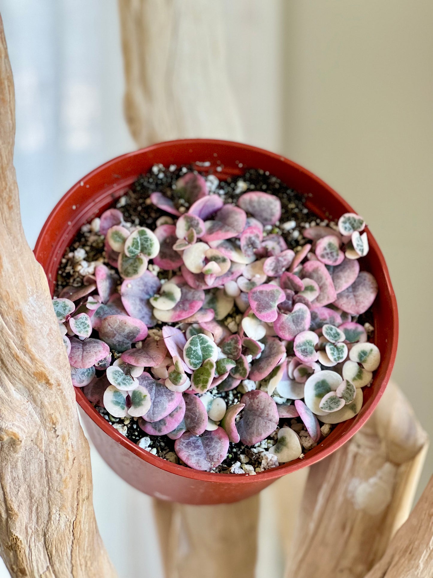 Variegated String of Hearts