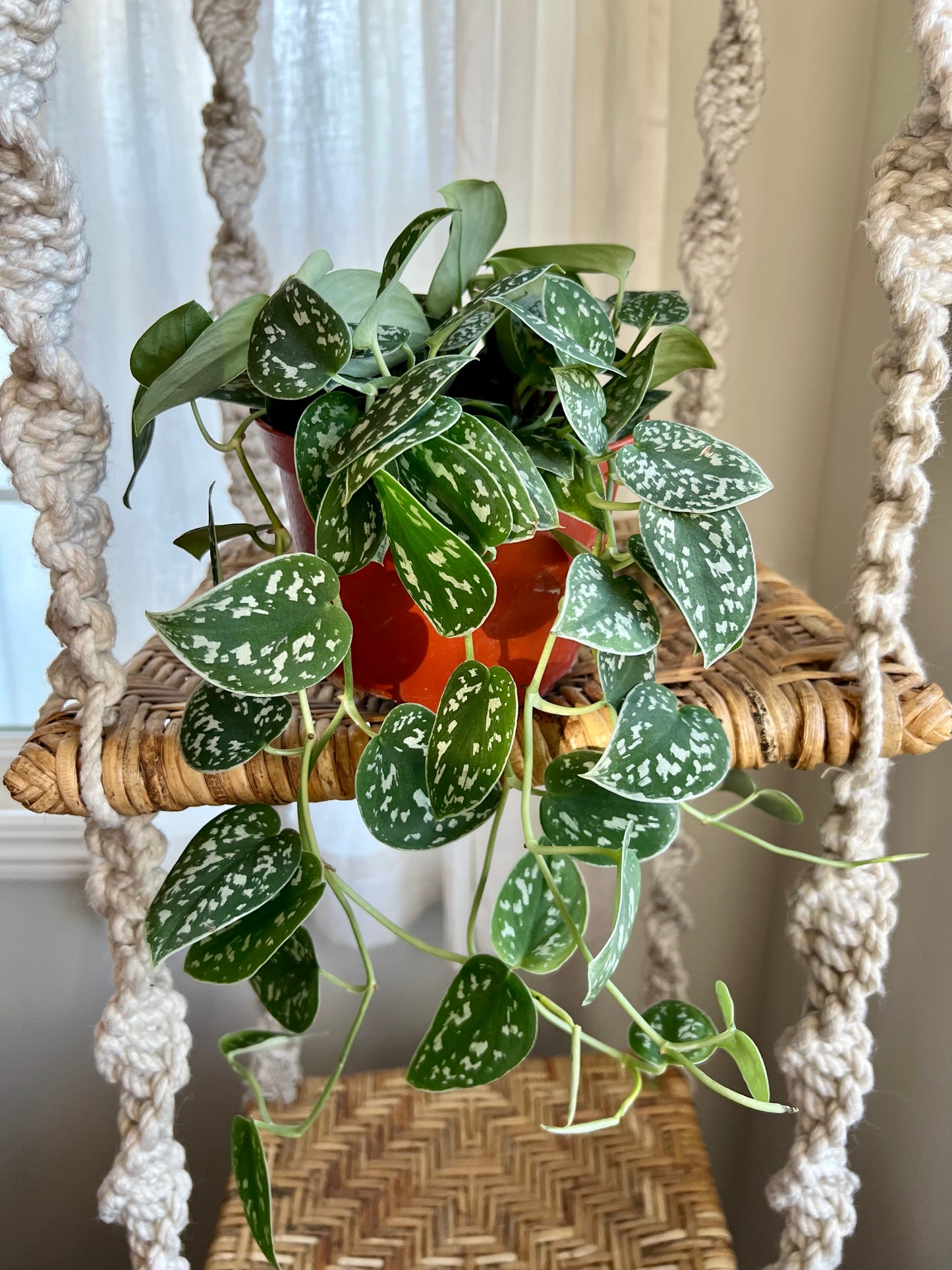 Silver Satin Pothos
