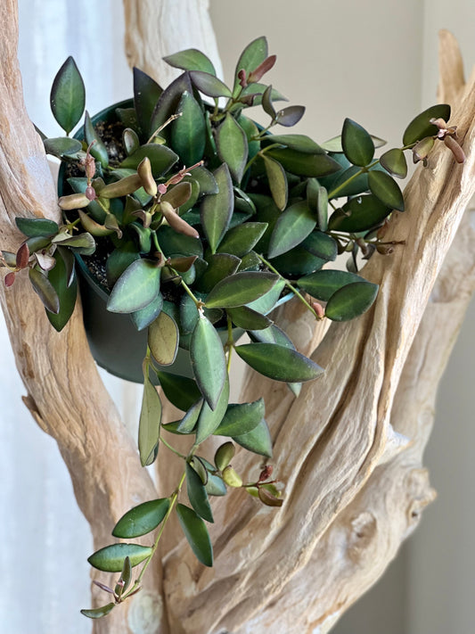 Hoya Burtonaie