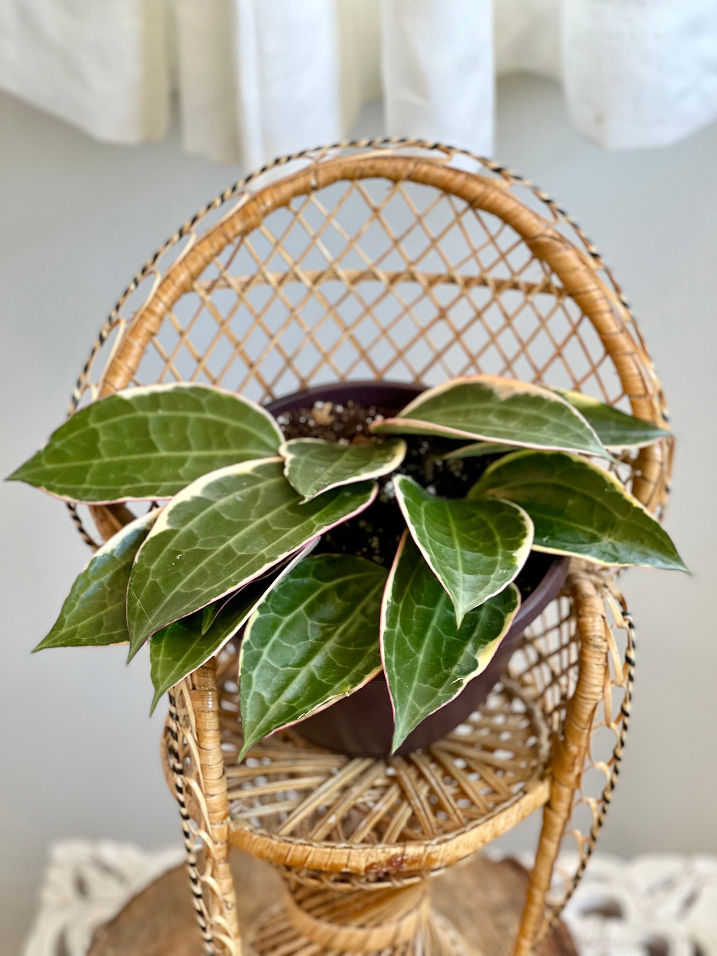Variegated Hoya Macrophylla