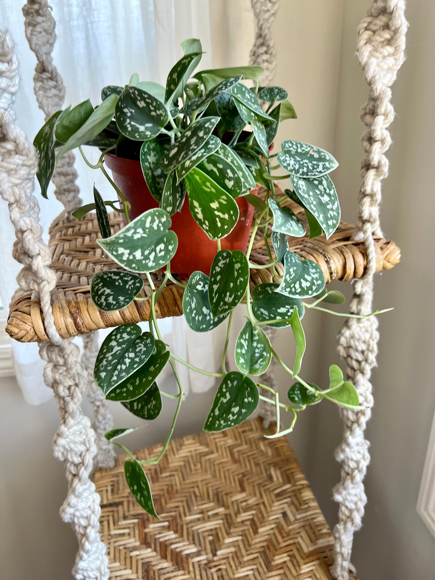 Silver Satin Pothos