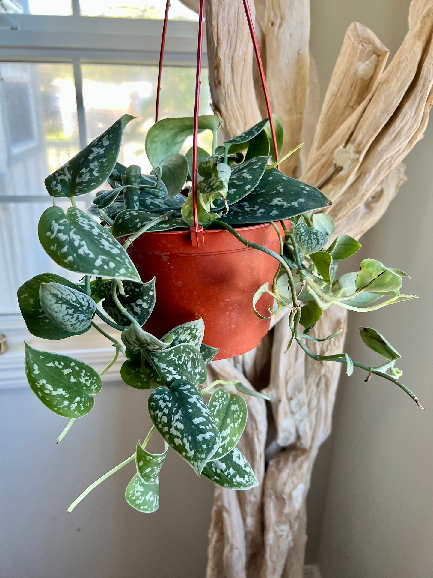 Silver Satin Pothos