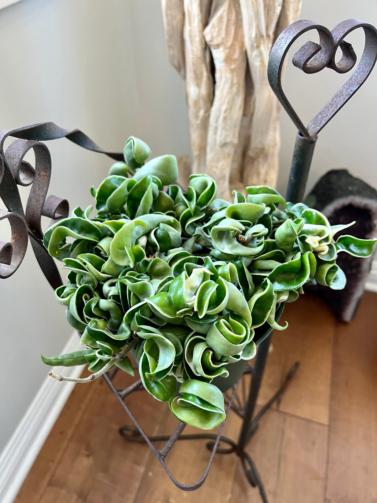 Variegated Hindu Ropes Compacta