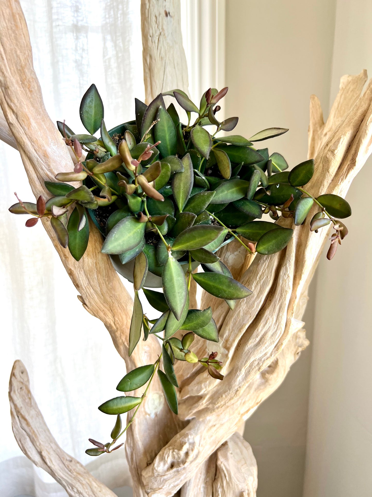 Hoya Burtonaie