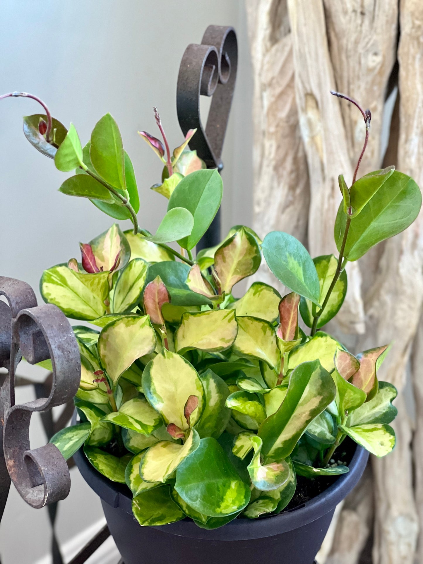 Hoya Lisa Australis