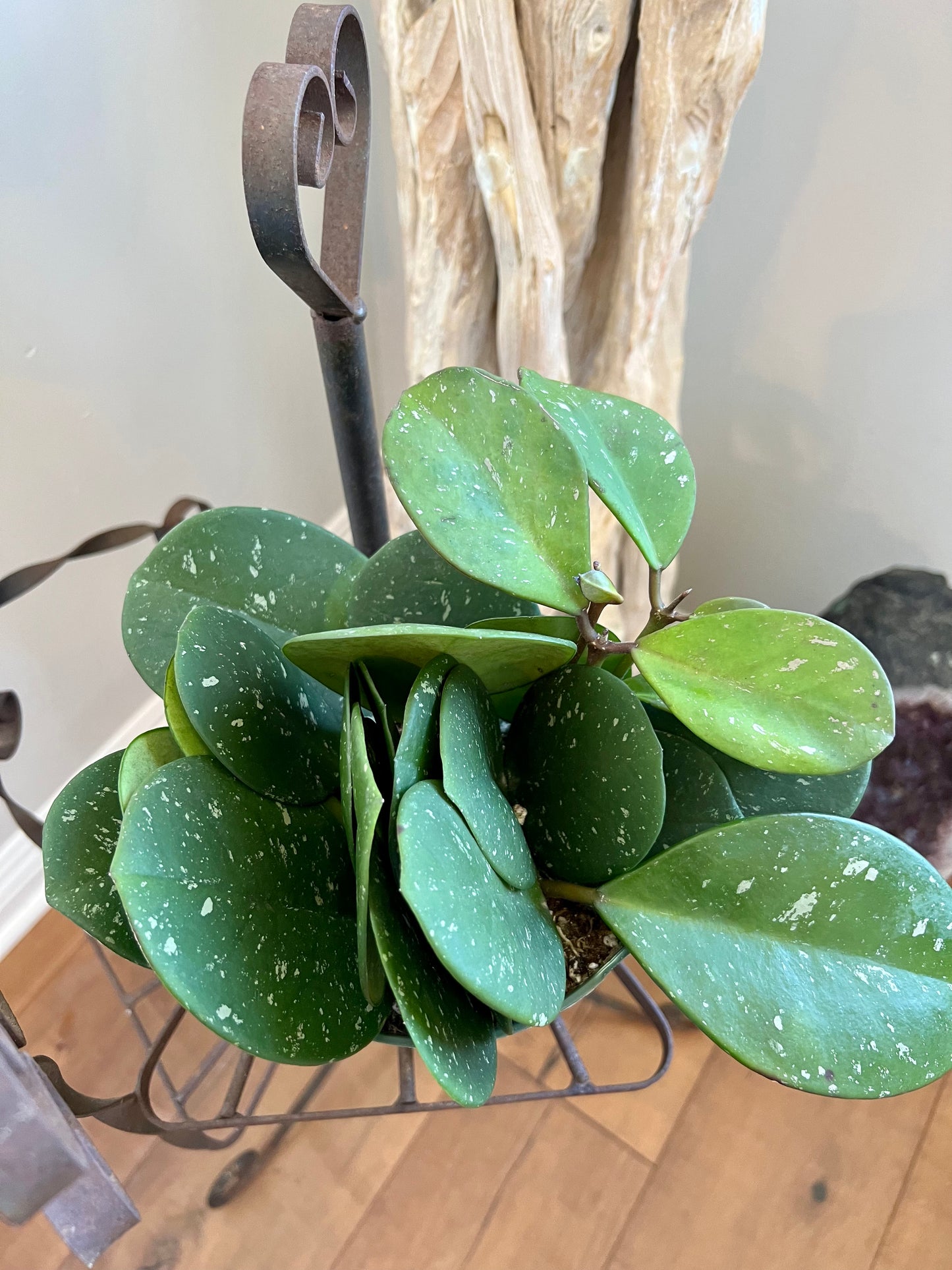 Hoya Obovata