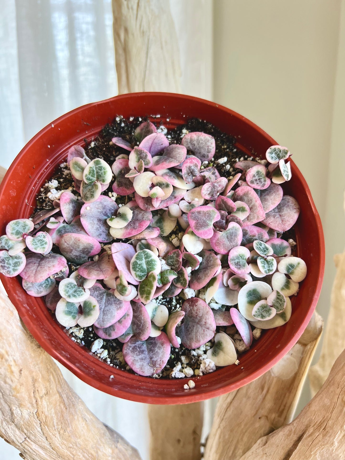 Variegated String of Hearts