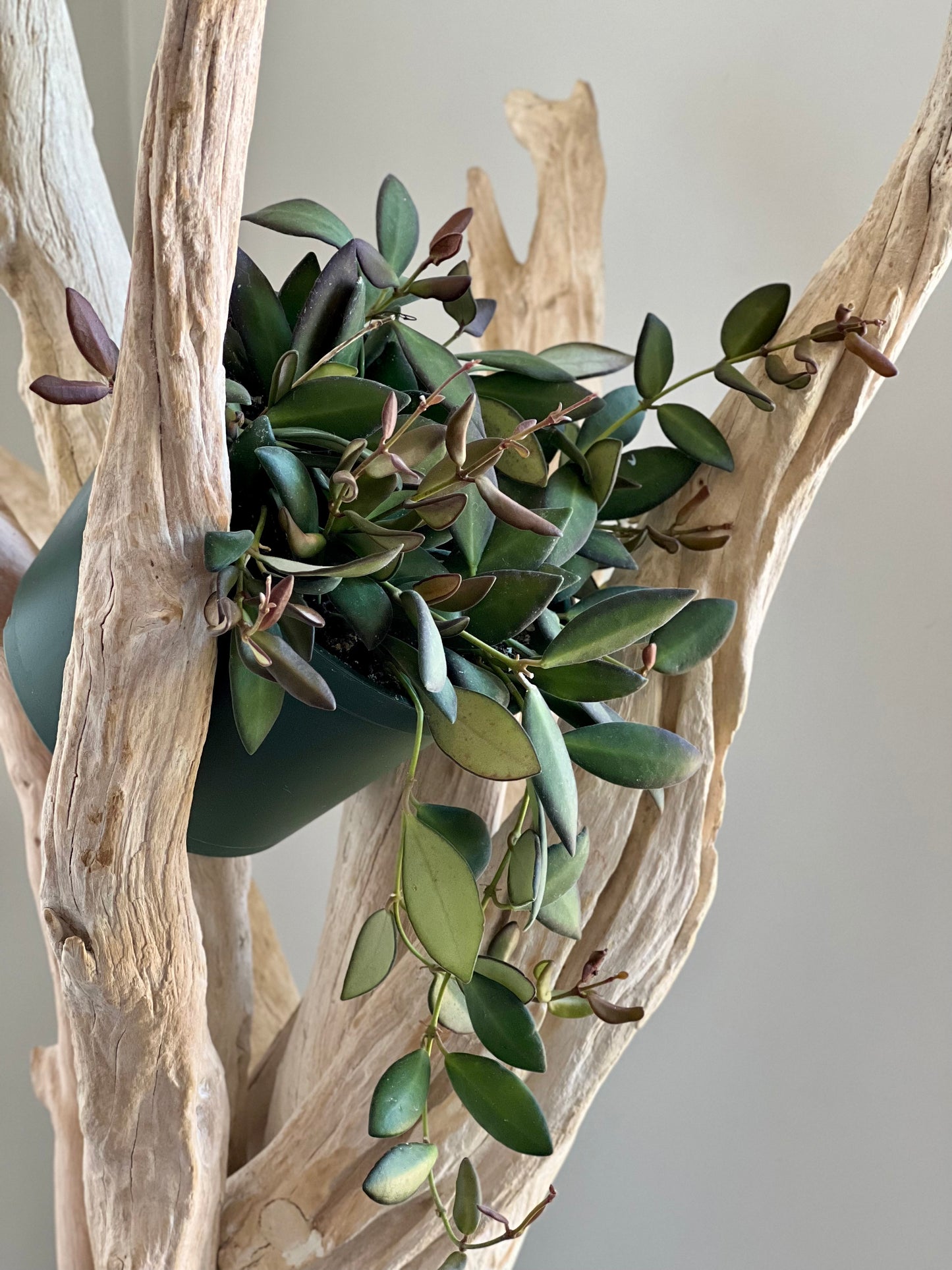 Hoya Burtonaie