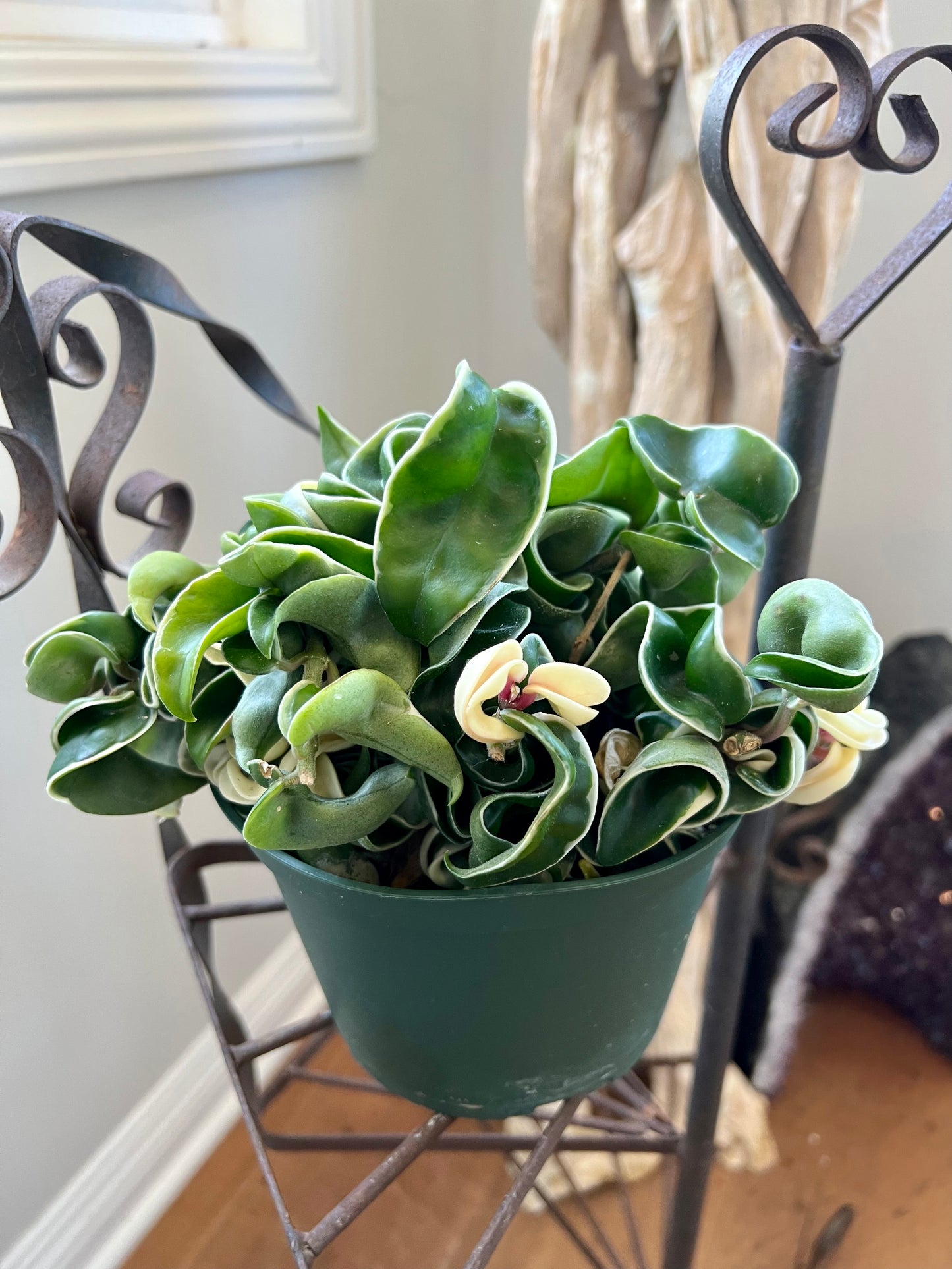 Variegated Hindu Ropes Compacta
