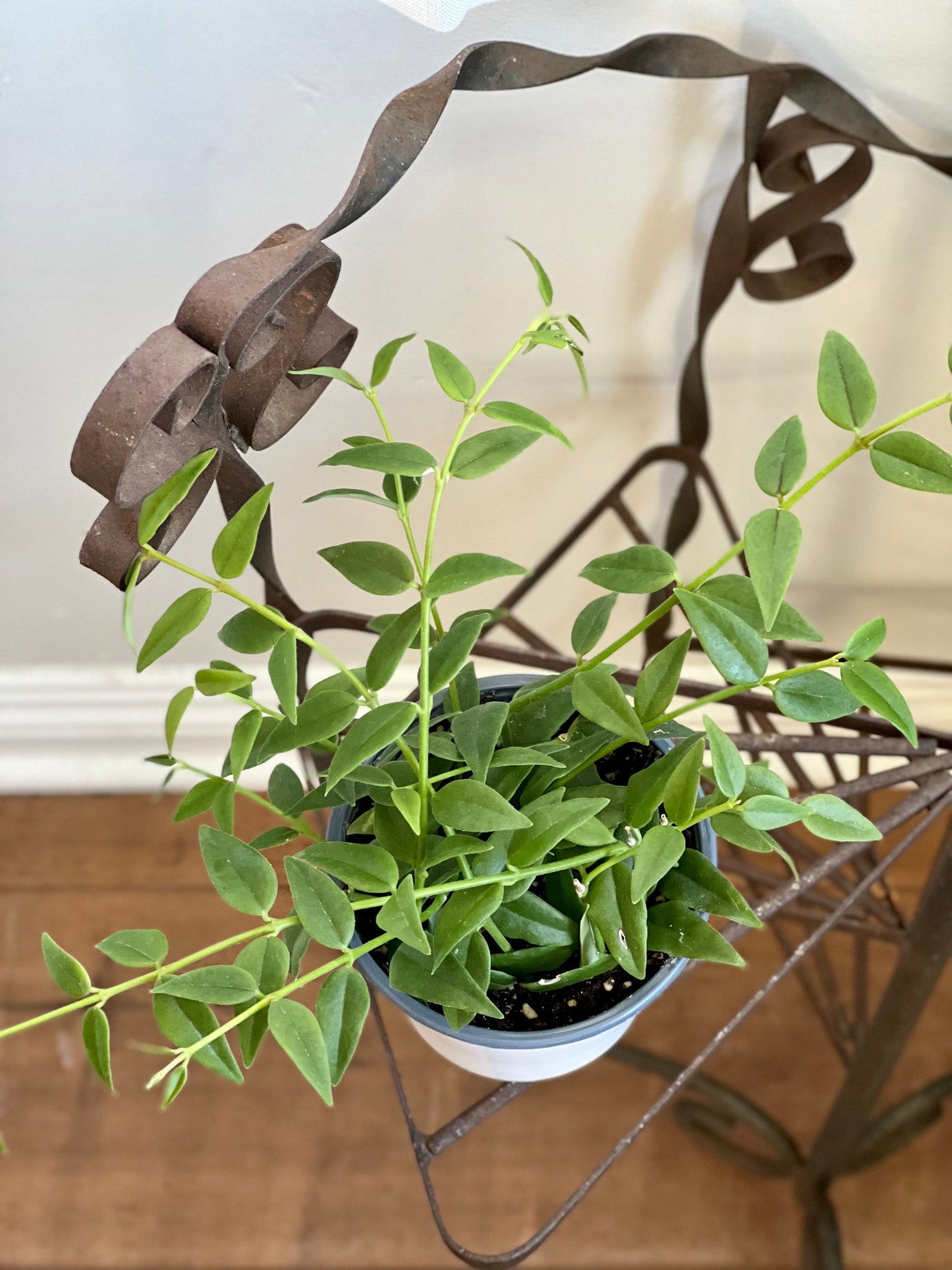 Hoya Bella