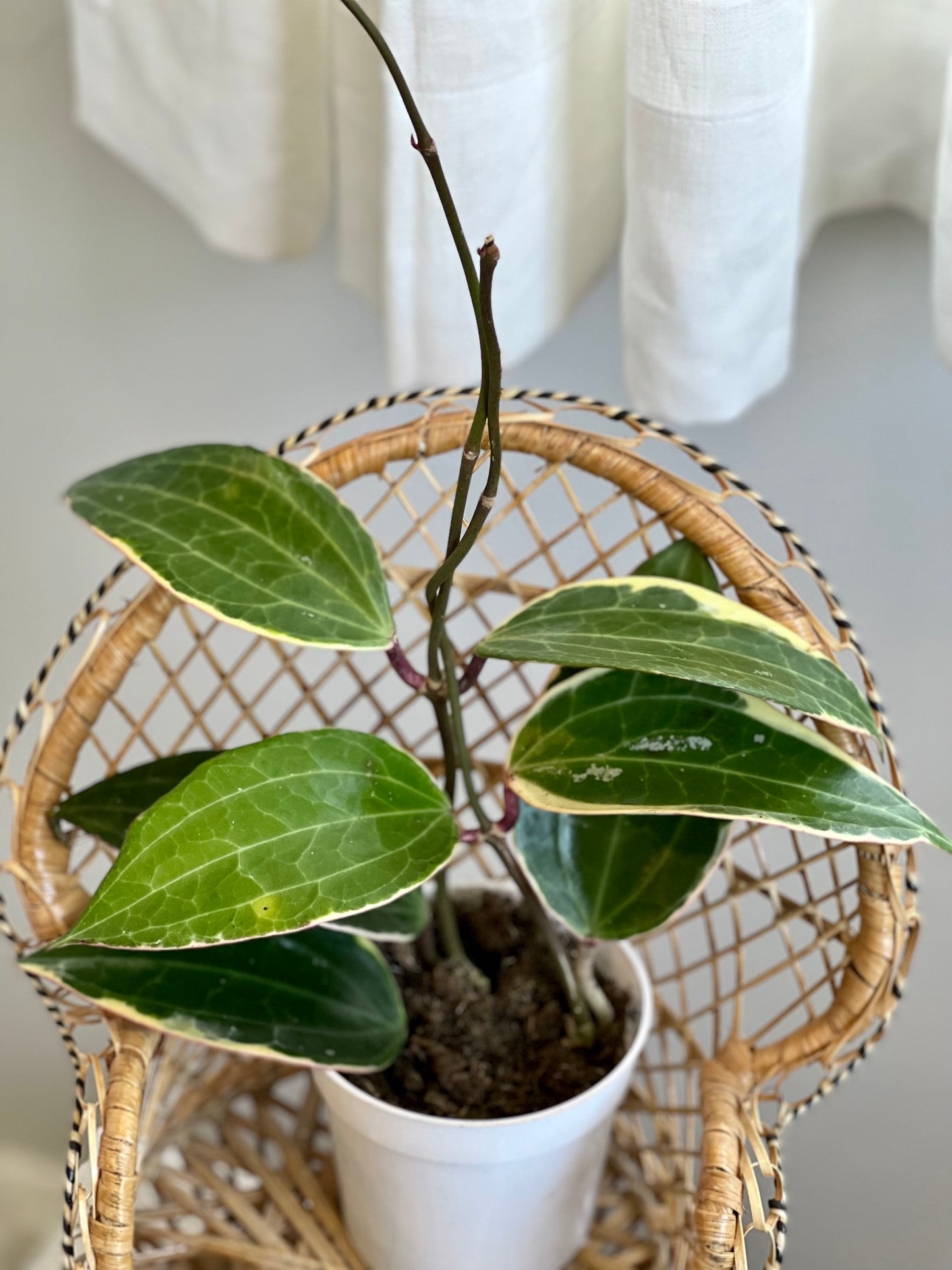 Variegated Hoya Macrophylla