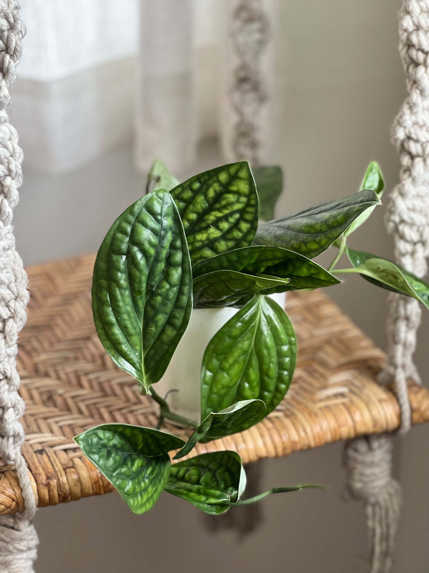 Monstera Peru
