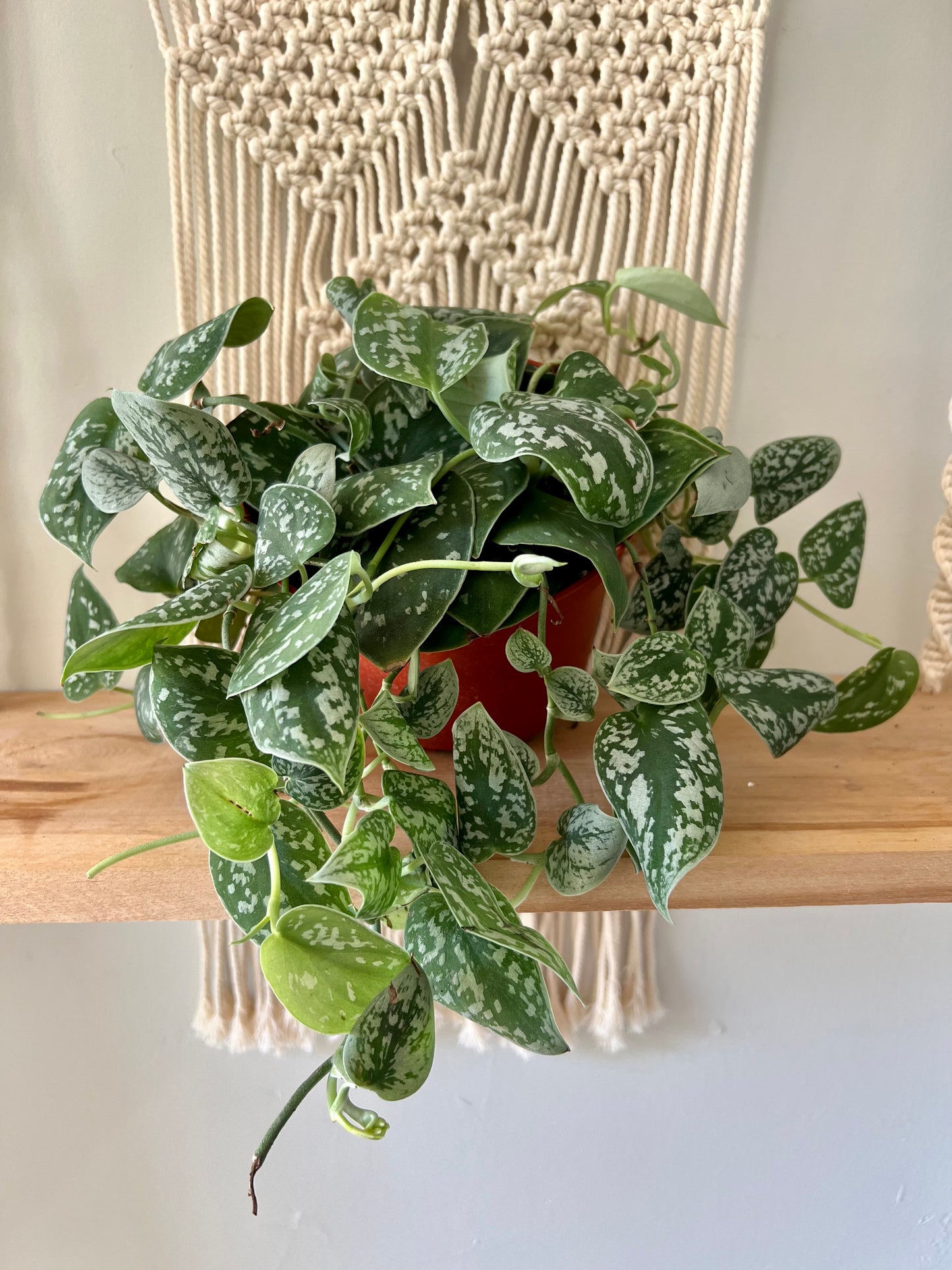 Silver Satin Pothos