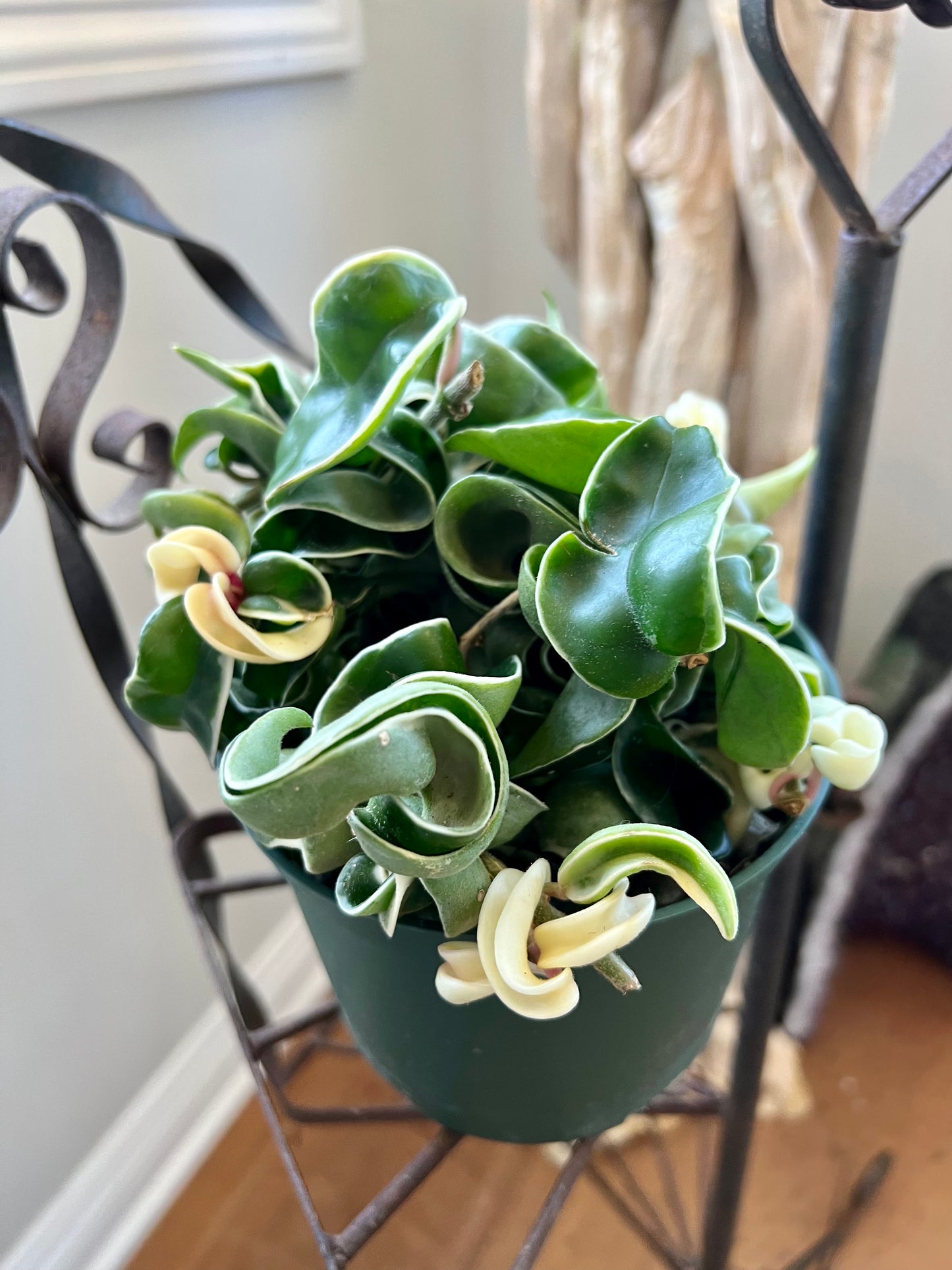 Variegated Hindu Ropes Compacta