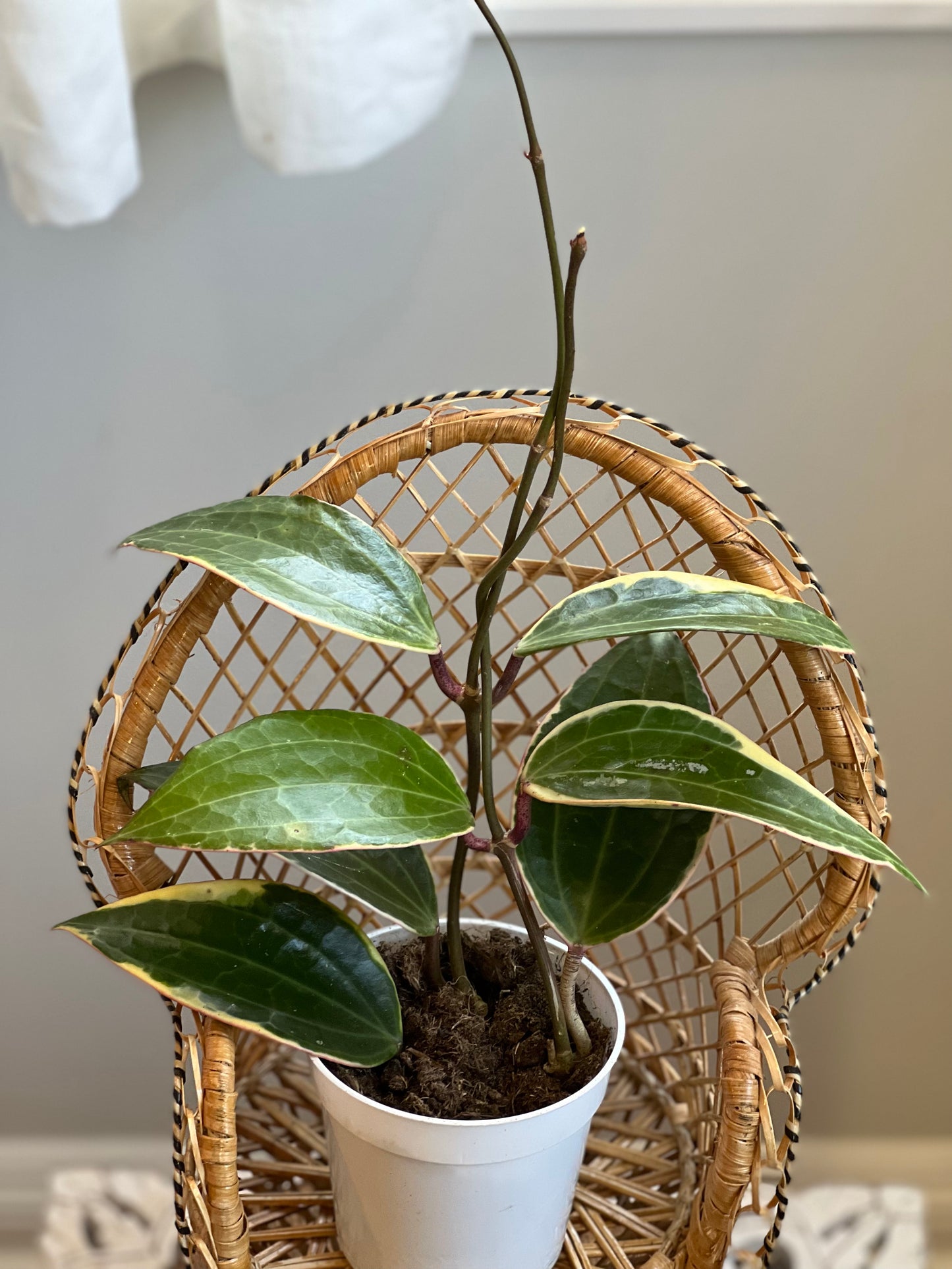 Variegated Hoya Macrophylla