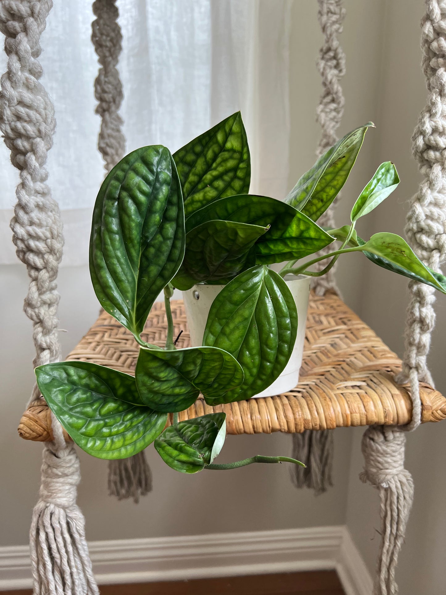 Monstera Peru
