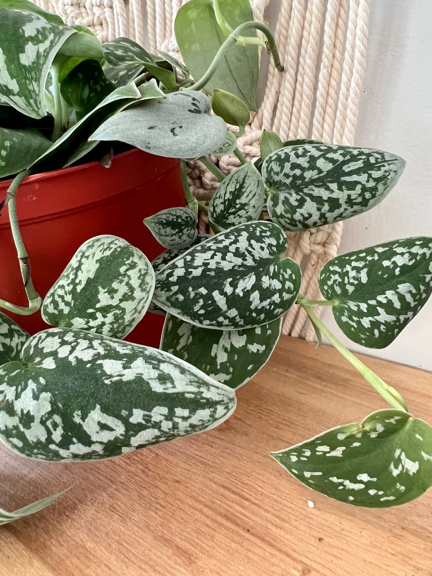 Silver Satin Pothos