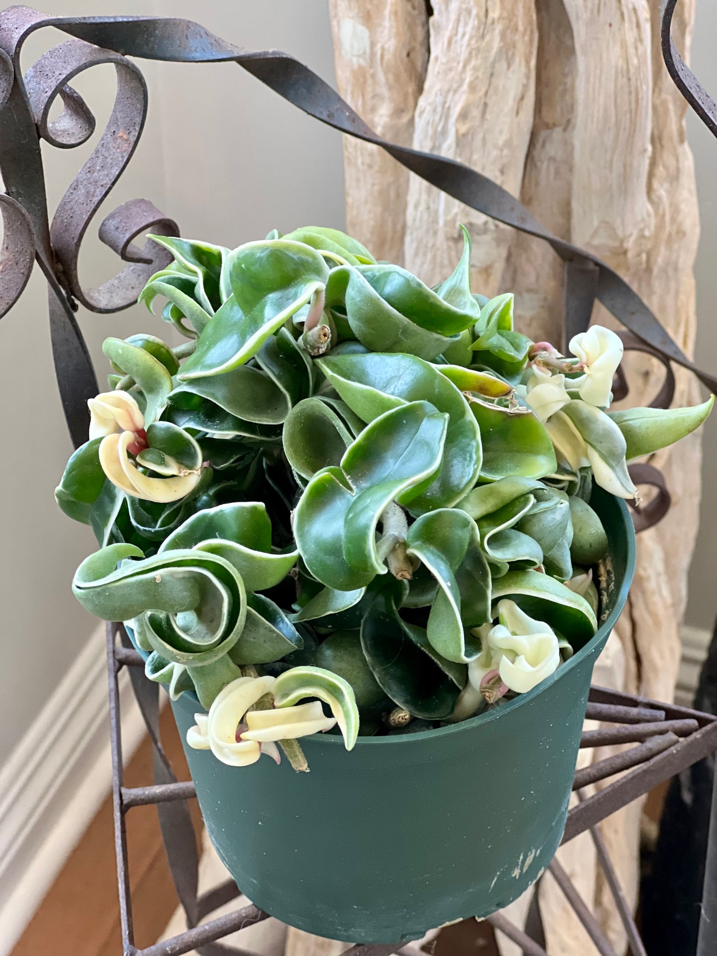 Variegated Hindu Ropes Compacta