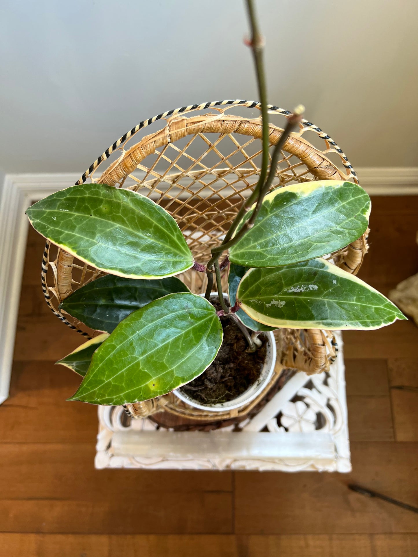 Variegated Hoya Macrophylla