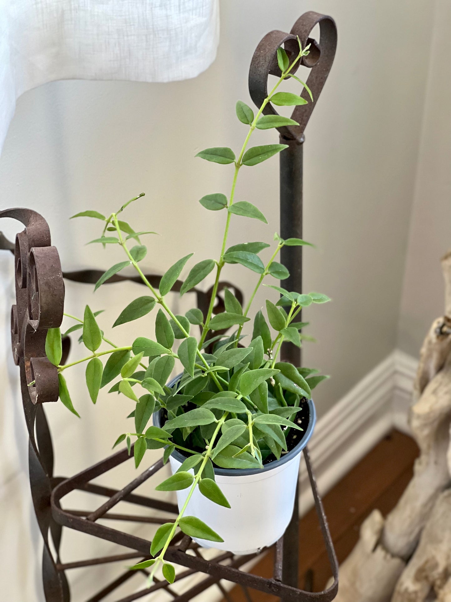 Hoya Bella