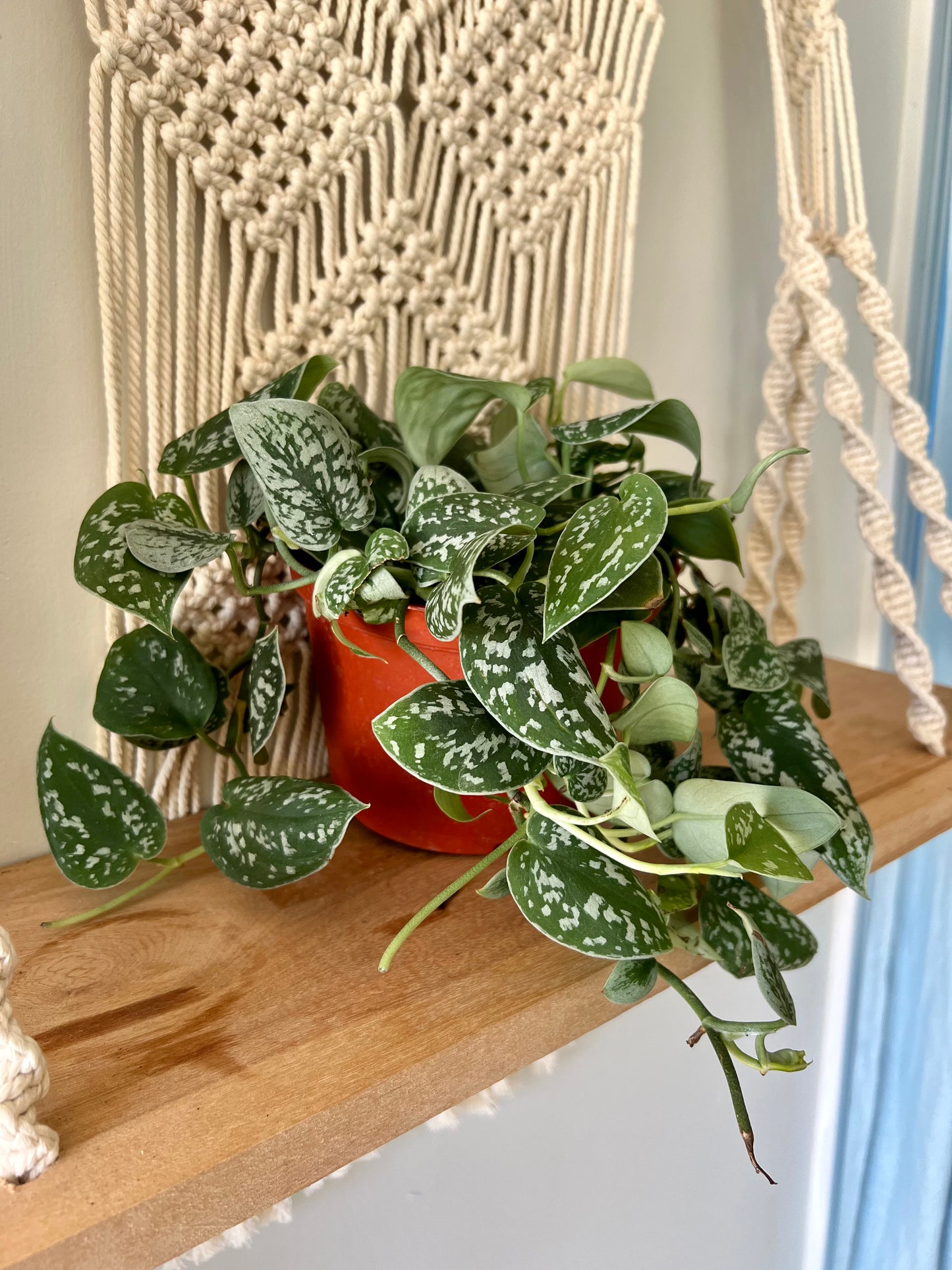 Silver Satin Pothos