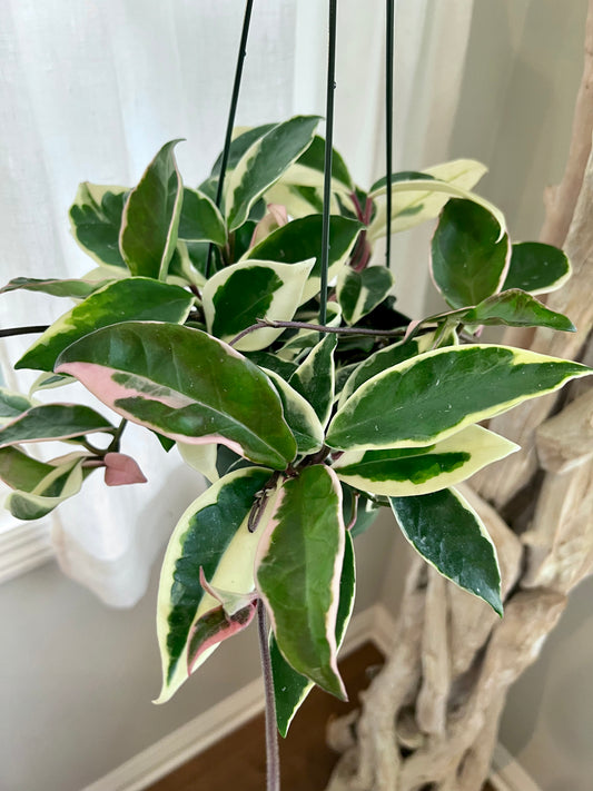 Krimson Queen Hoya