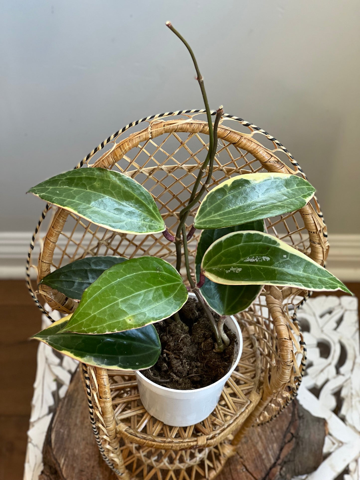 Variegated Hoya Macrophylla