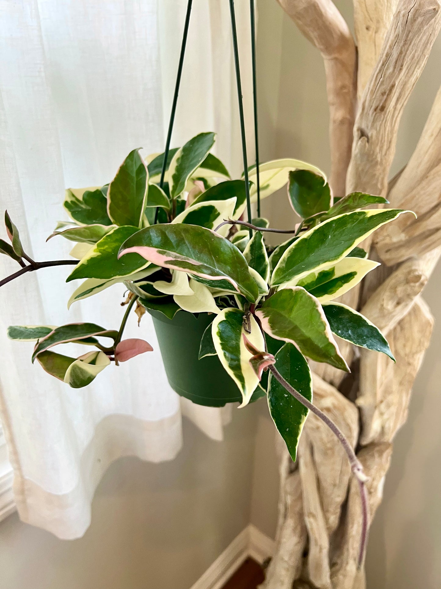 Krimson Queen Hoya