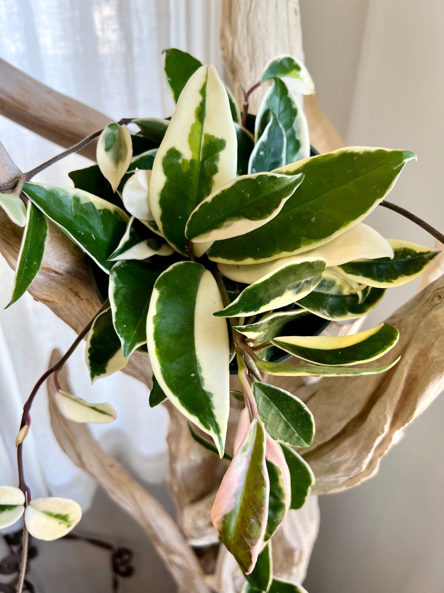 Krimson Queen Hoya