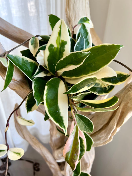 Krimson Queen Hoya