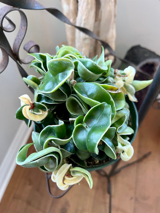 Variegated Hindu Ropes Compacta