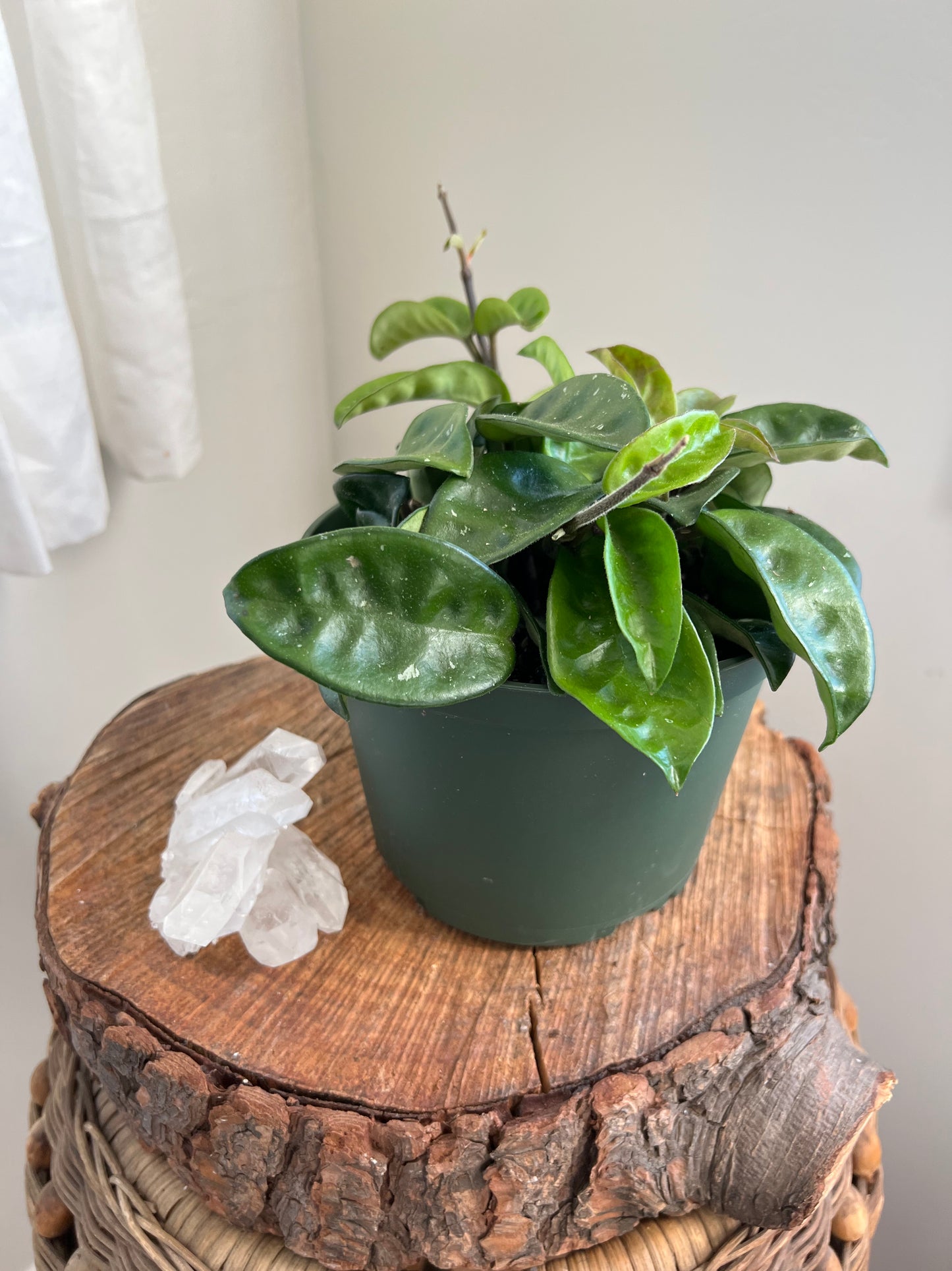 Hoya Krinkle
